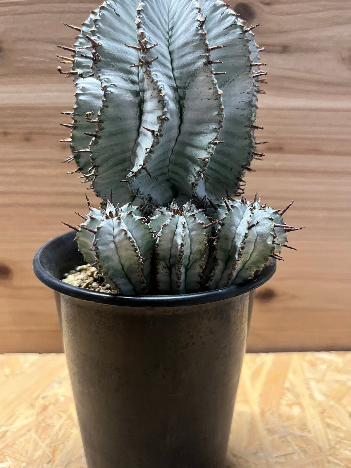 ユーフォルビア 白衣ホリダ 雌 | GREEN LUCK