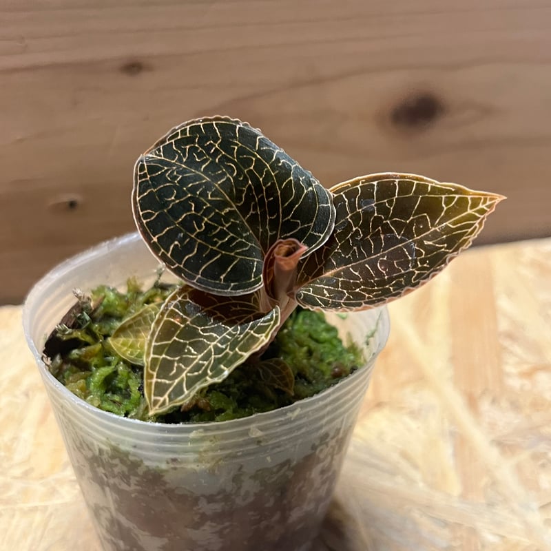 アネクトキルス レッドクラウド | GREEN LUCK