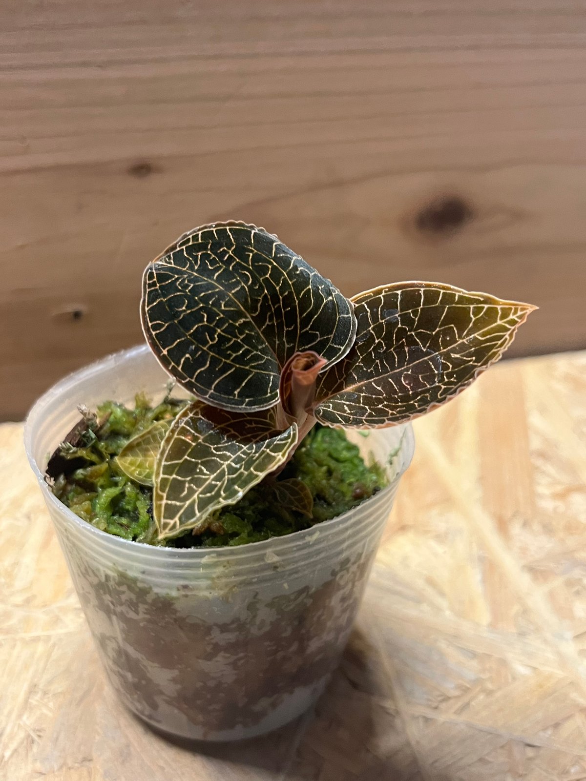 アネクトキルス レッドクラウド | GREEN LUCK