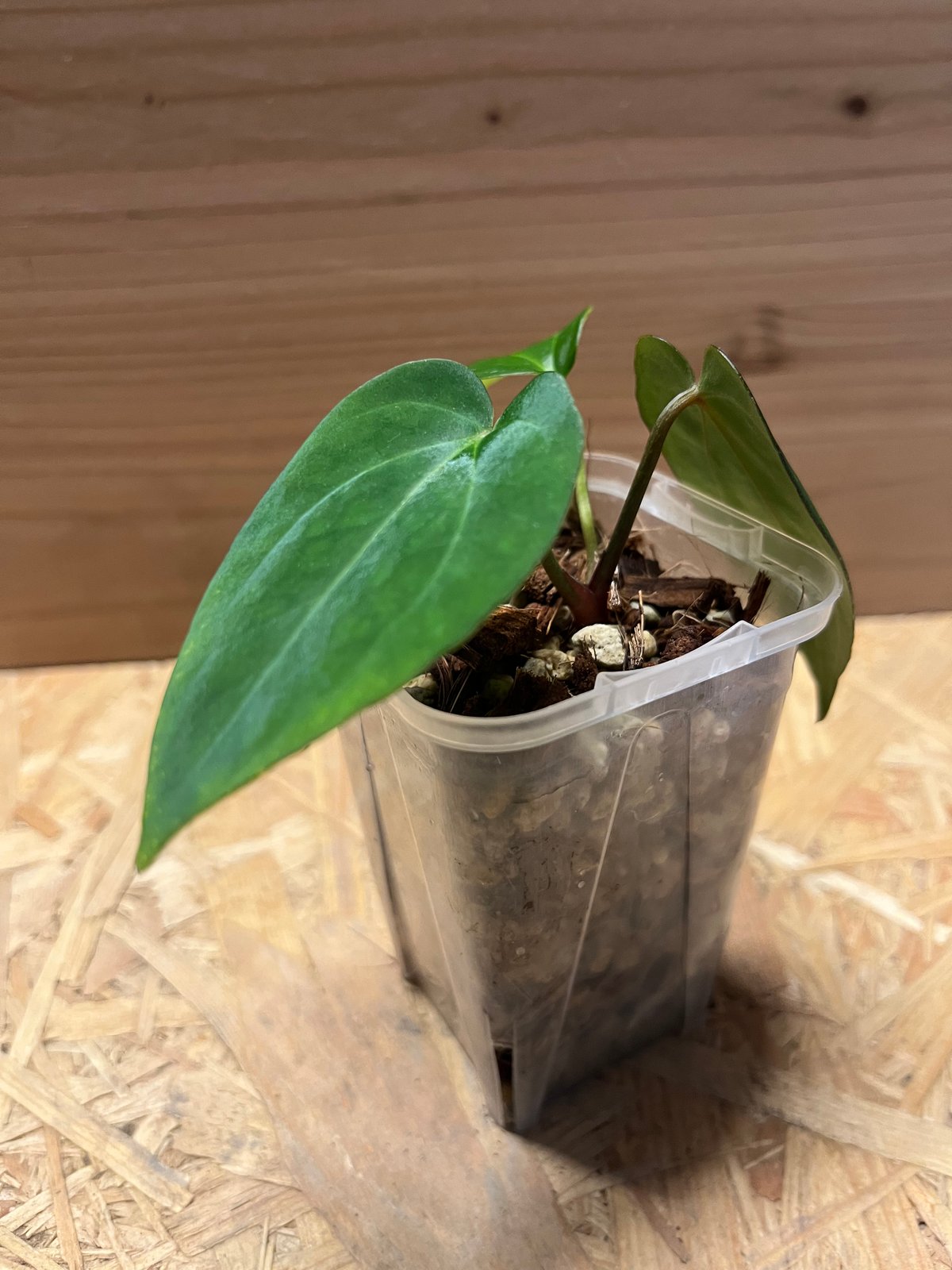 レア❗リミテッド Stone Veal Epic 11.11.11 Card Errata:Stone Statue of the Aztecs | Yu-Gi-Oh! Wiki | Fandom