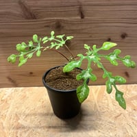 オオハマボウ （ユウナ） | GREEN LUCK