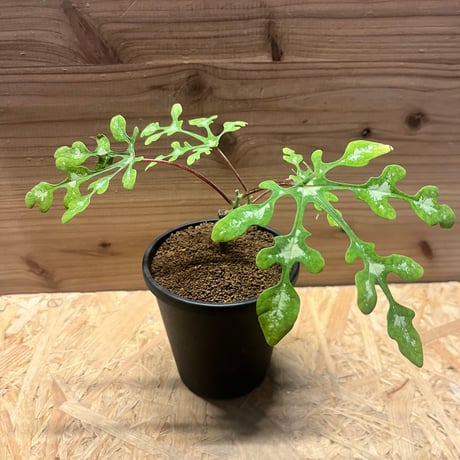 アデニアペリエリ | STORES