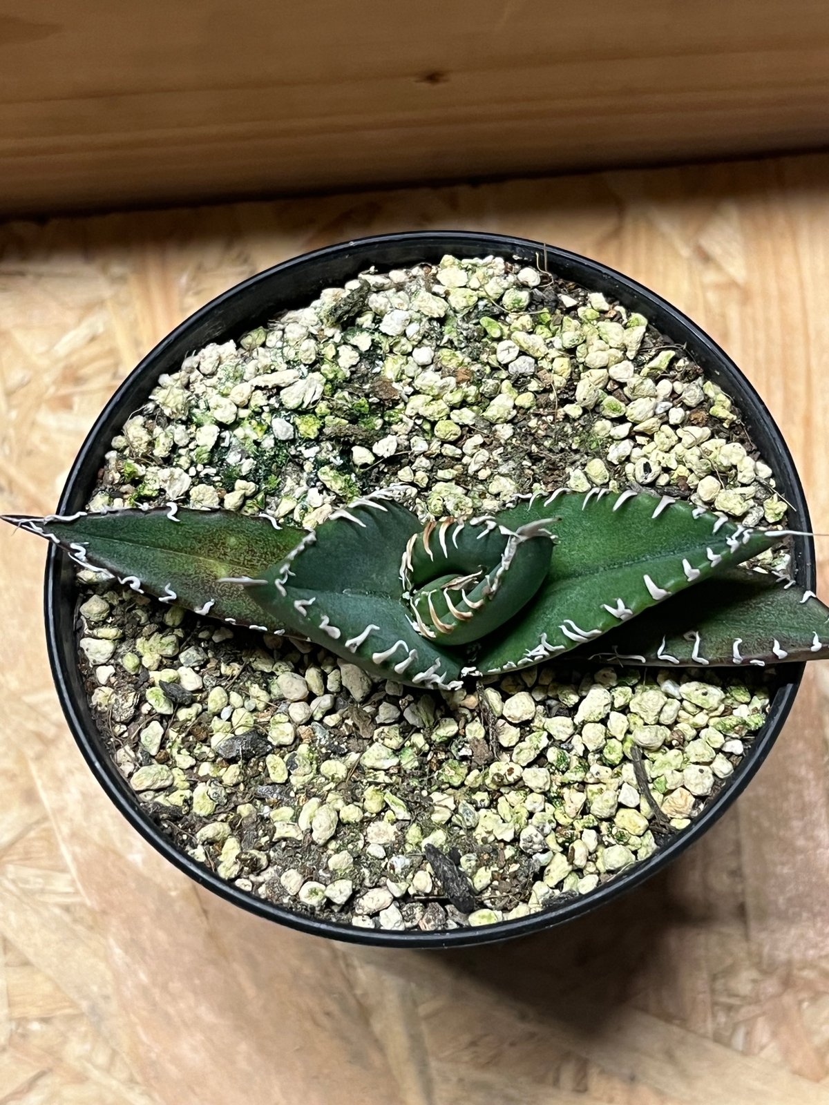 アガベ チタノタ 南アフリカダイヤモンド SAD メリクロン | GREEN LUCK