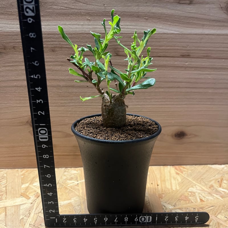 オトンナ ロバタ | GREEN LUCK