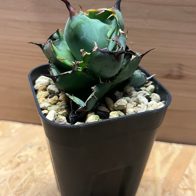 アガベ　チタノタブルー Amazon｜ITANSE アガベ チタノタ・ブルー 2.5号 1個売り【品種で