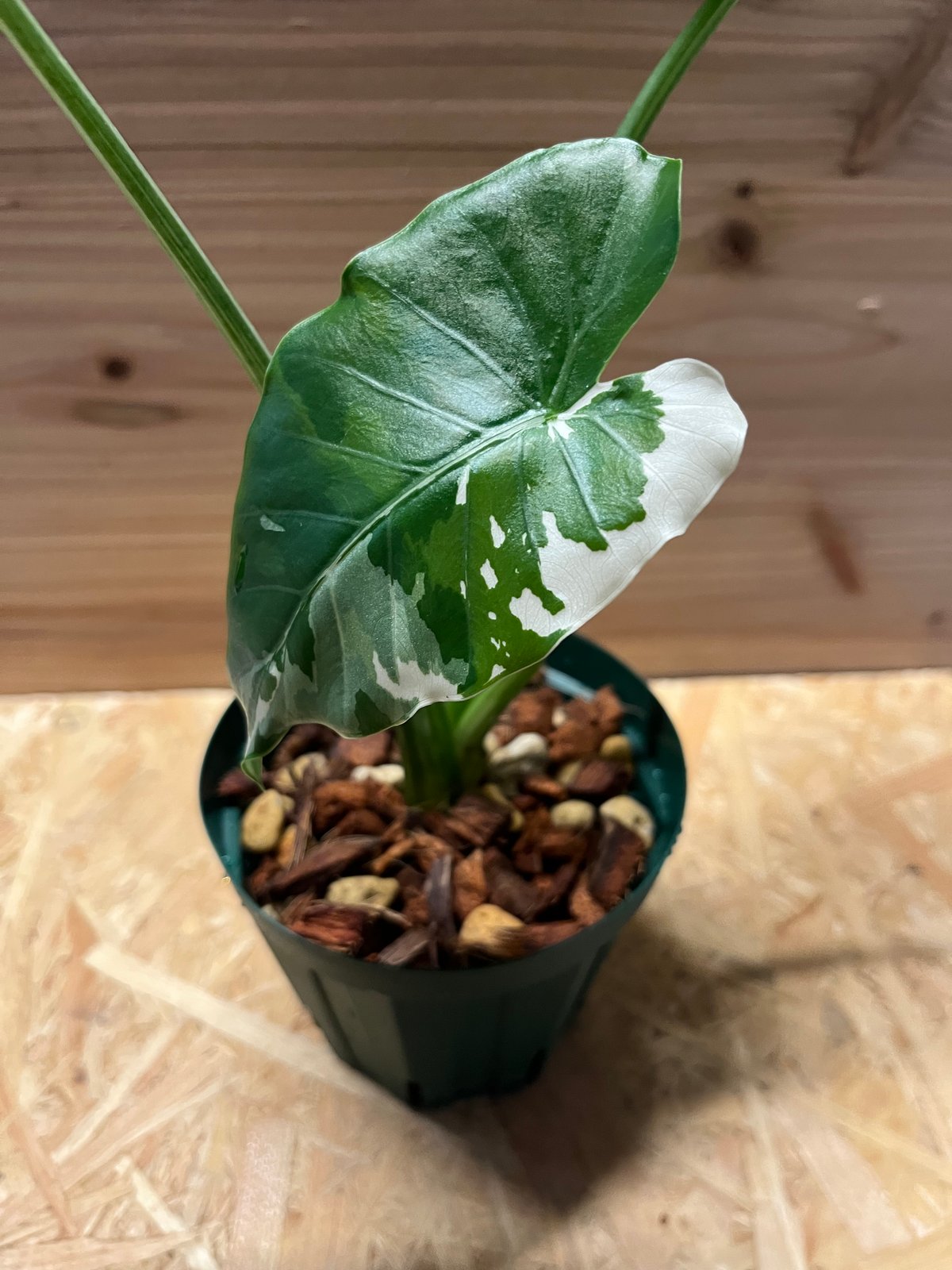 斑入りクワズイモ✨土上32cm✨