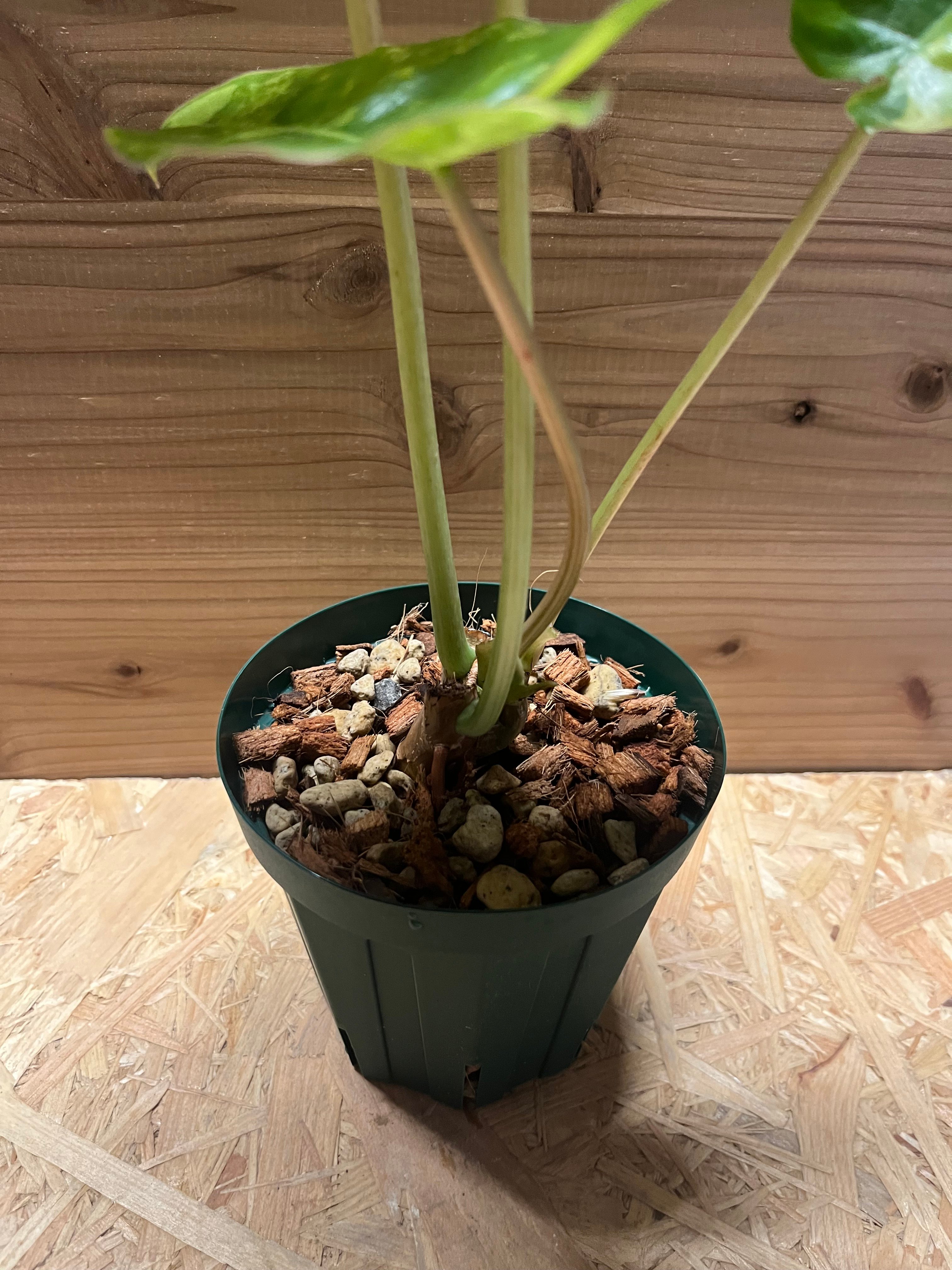現品　フィロデンドロン　バールマルクス　斑入り　67番　観葉植物　インテリア フィロデンドロン バールマルクス | GREEN LUCK
