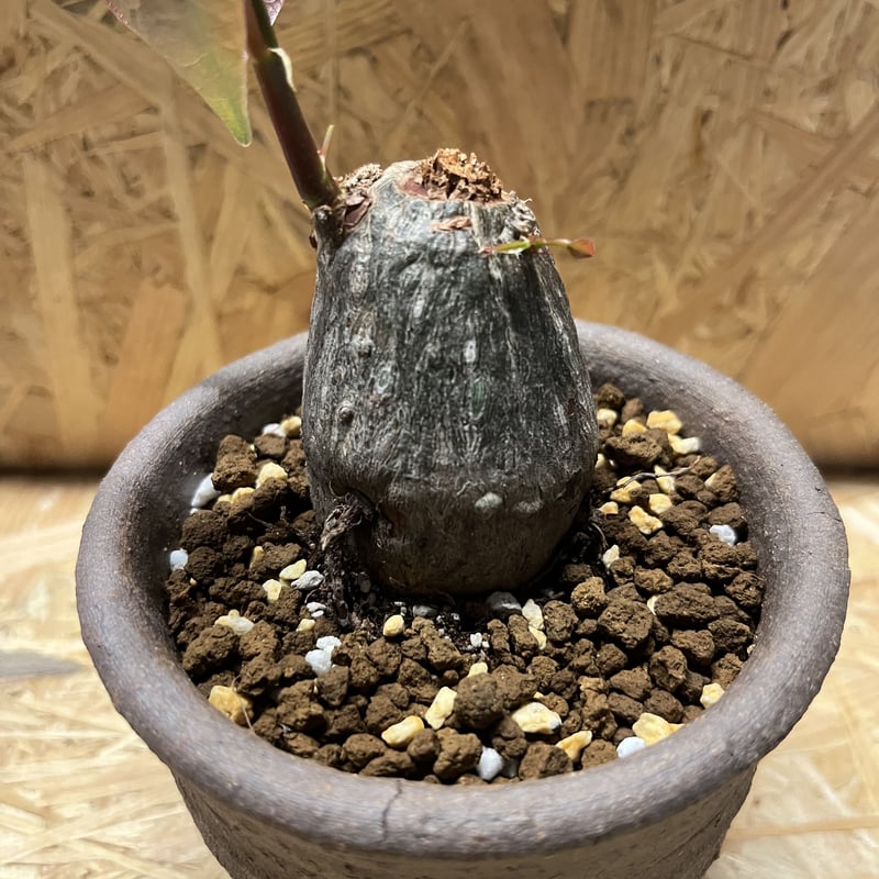 塊根植物　ボンバックス　５号鉢 塊根植物 ボンバックス 5号鉢