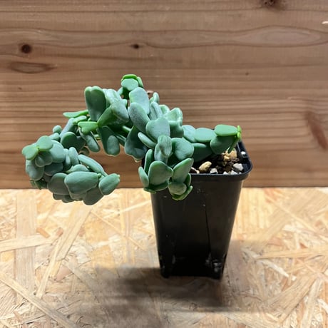 ケラリアピグマエア | STORES