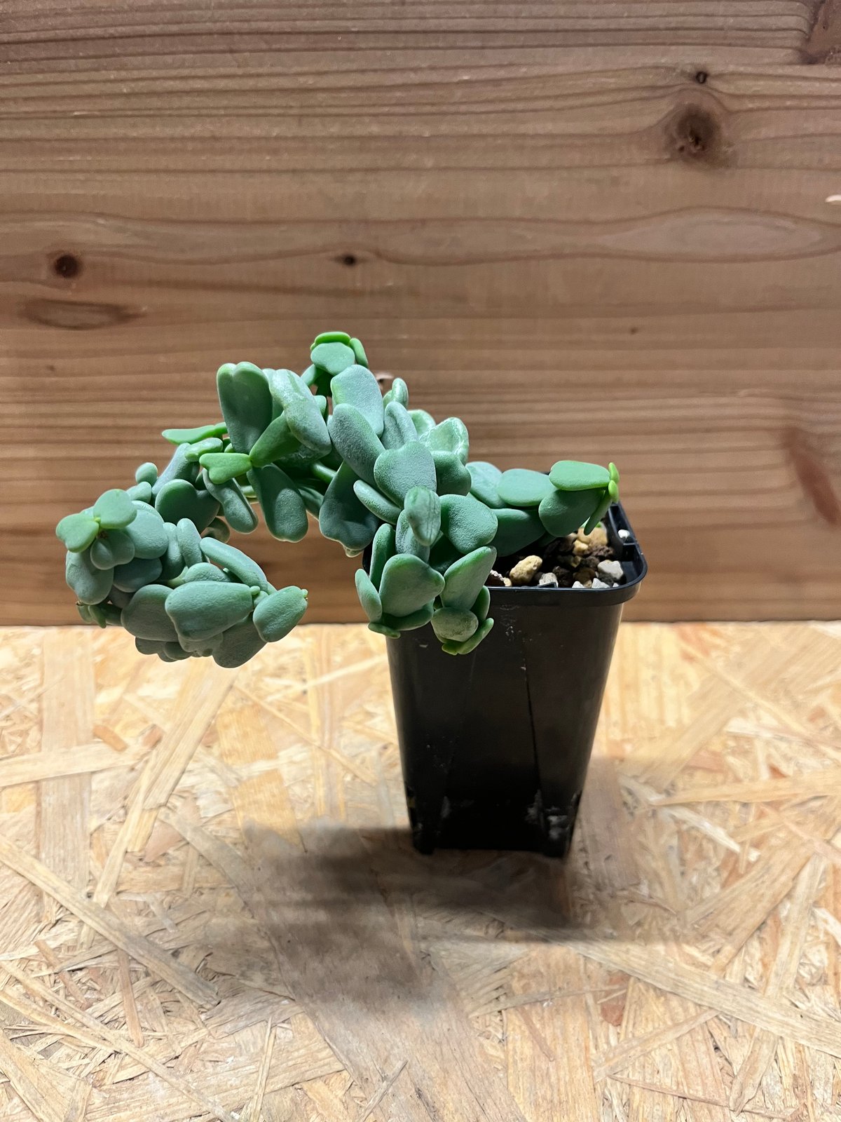 ケラリア ピグマエア 実生 雌株 | GREEN LUCK