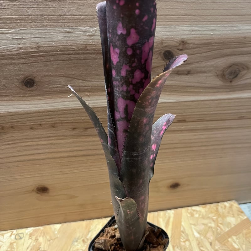 ビルベルギア ビルベルギア インセンディアリーデライト | GREEN LUCK