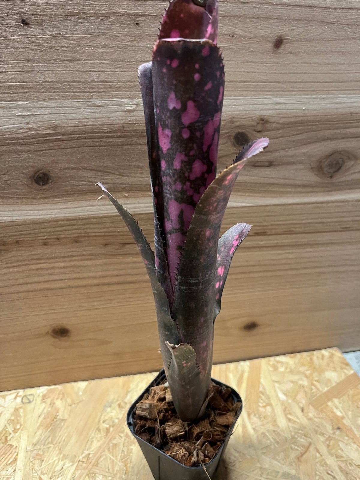 ビルベルギア インセンディアリーデライト | GREEN LUCK