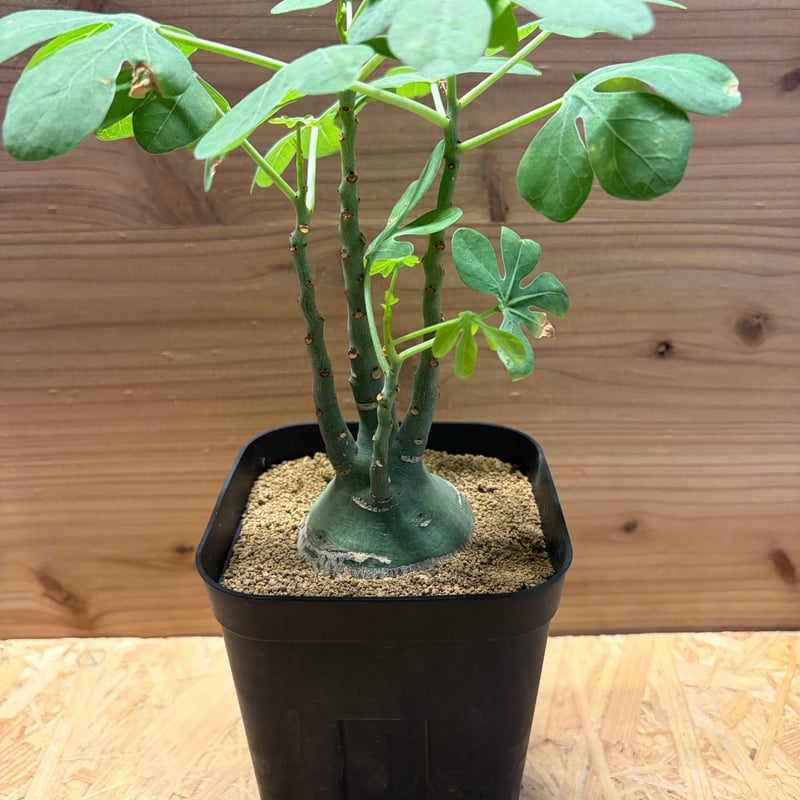 【超大株】アデニア　グラウカ　発根済み　鉢ごと発送 アデニア グラウカ | GREEN LUCK