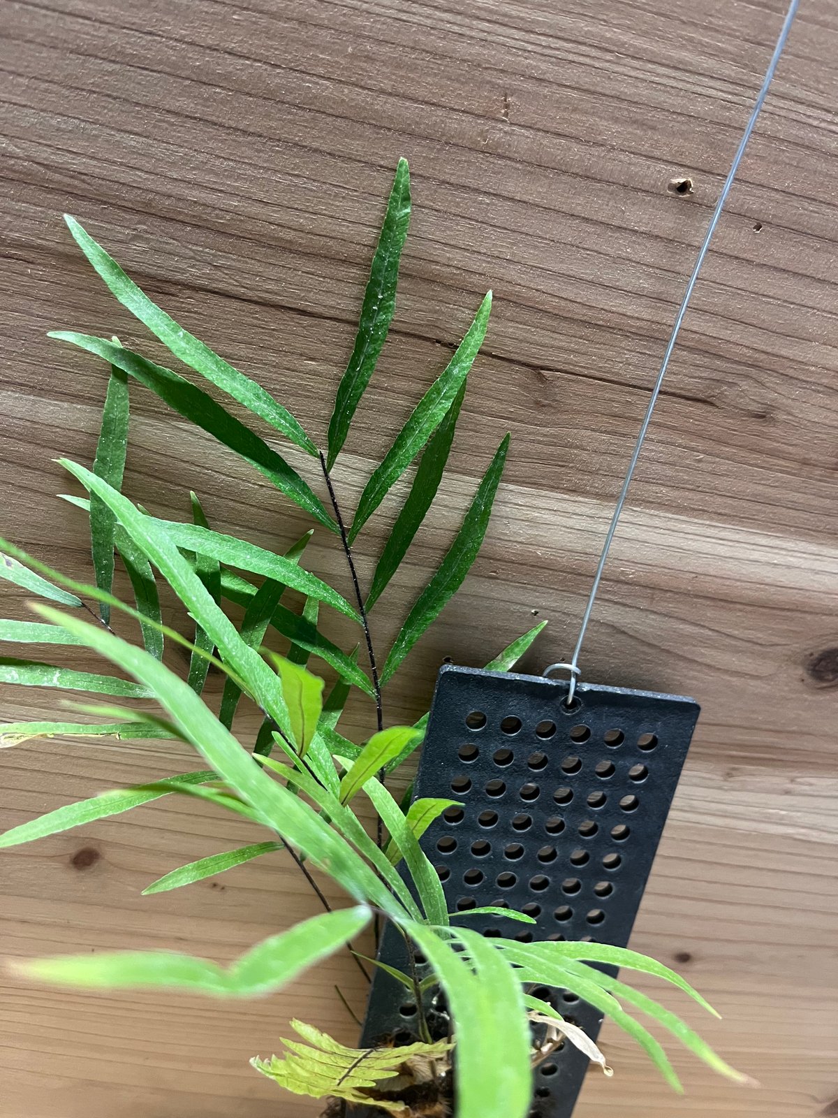 ドリナリア リギデュラ | GREEN LUCK