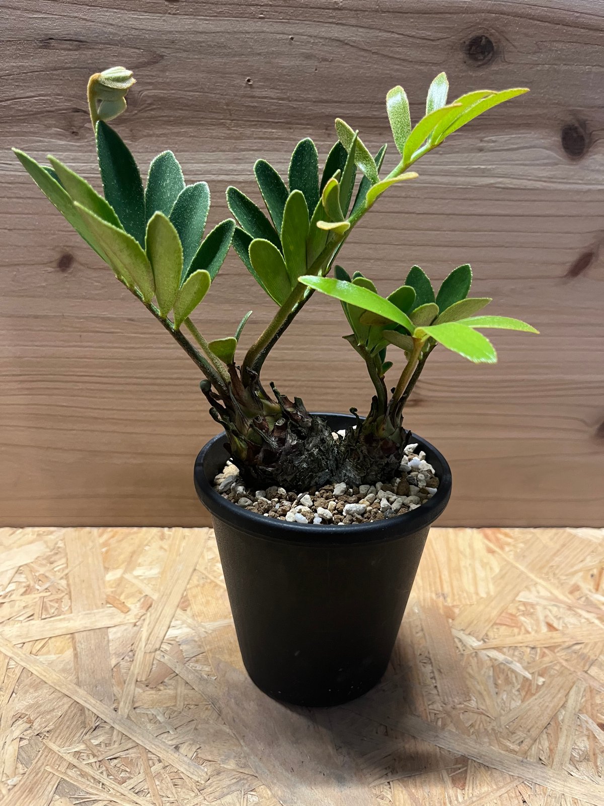 [期間限定値下げしました！！]ザミア　メキシコソテツ ザミア フルフラセア メキシコソテツ 多頭 | GREEN LUCK