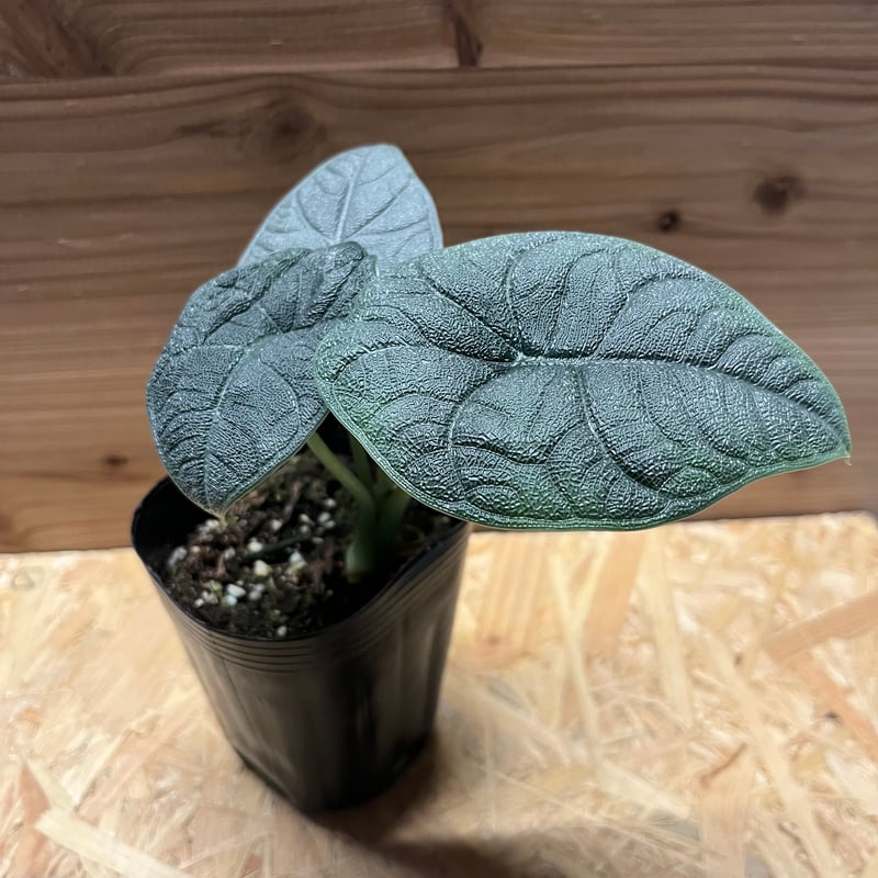 【レア】 アロカシア　メロ　斑入 アロカシア・メロ/ルゴサ 斑入り？ : r/RareHouseplants