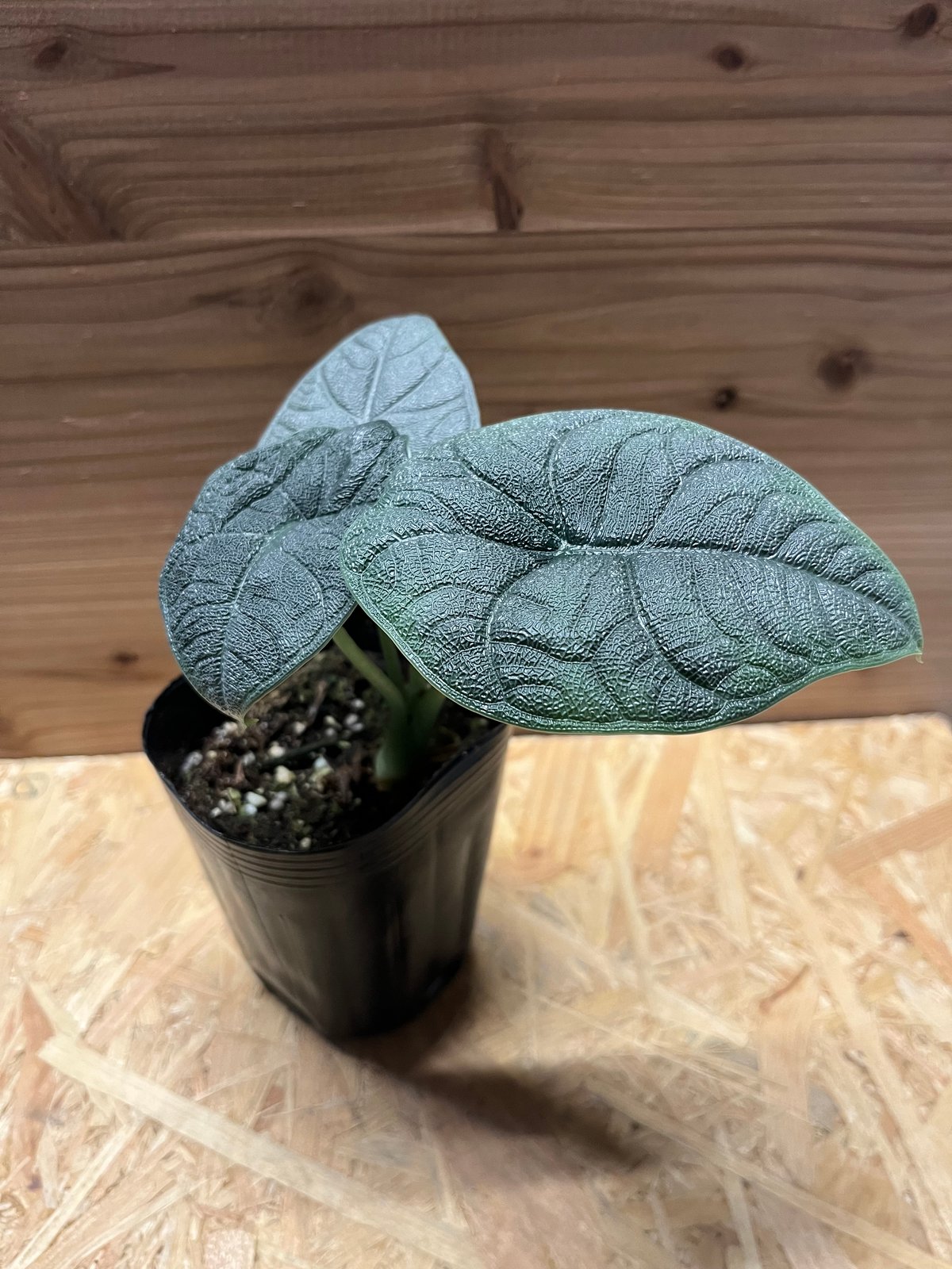 アロカシア メロ オーレア alocasia フラワー・ガーデニング アロカシア メロ オーレア
