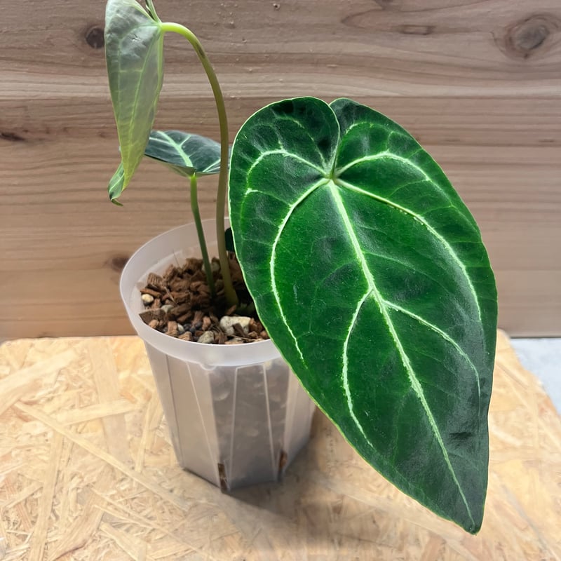 アンスリウム レガレ ダークフォーム | GREEN LUCK