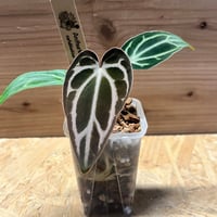 ❤❤❤Evera❤❤様 ストロベリークォーツ♡アンクBIGサイズ♡No.1857