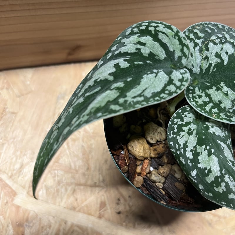 スキンダプサス 綺麗な斑入り セットL3 スキンダプサス 綺麗な斑入り