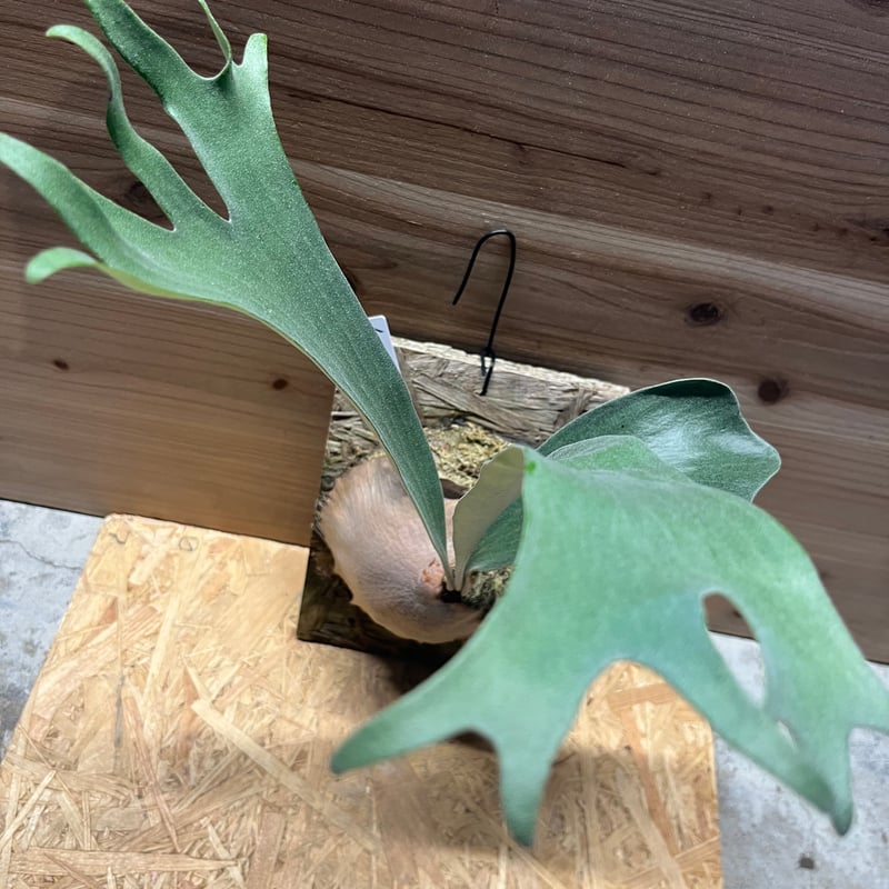 ビカクシダ メラメラ | GREEN LUCK