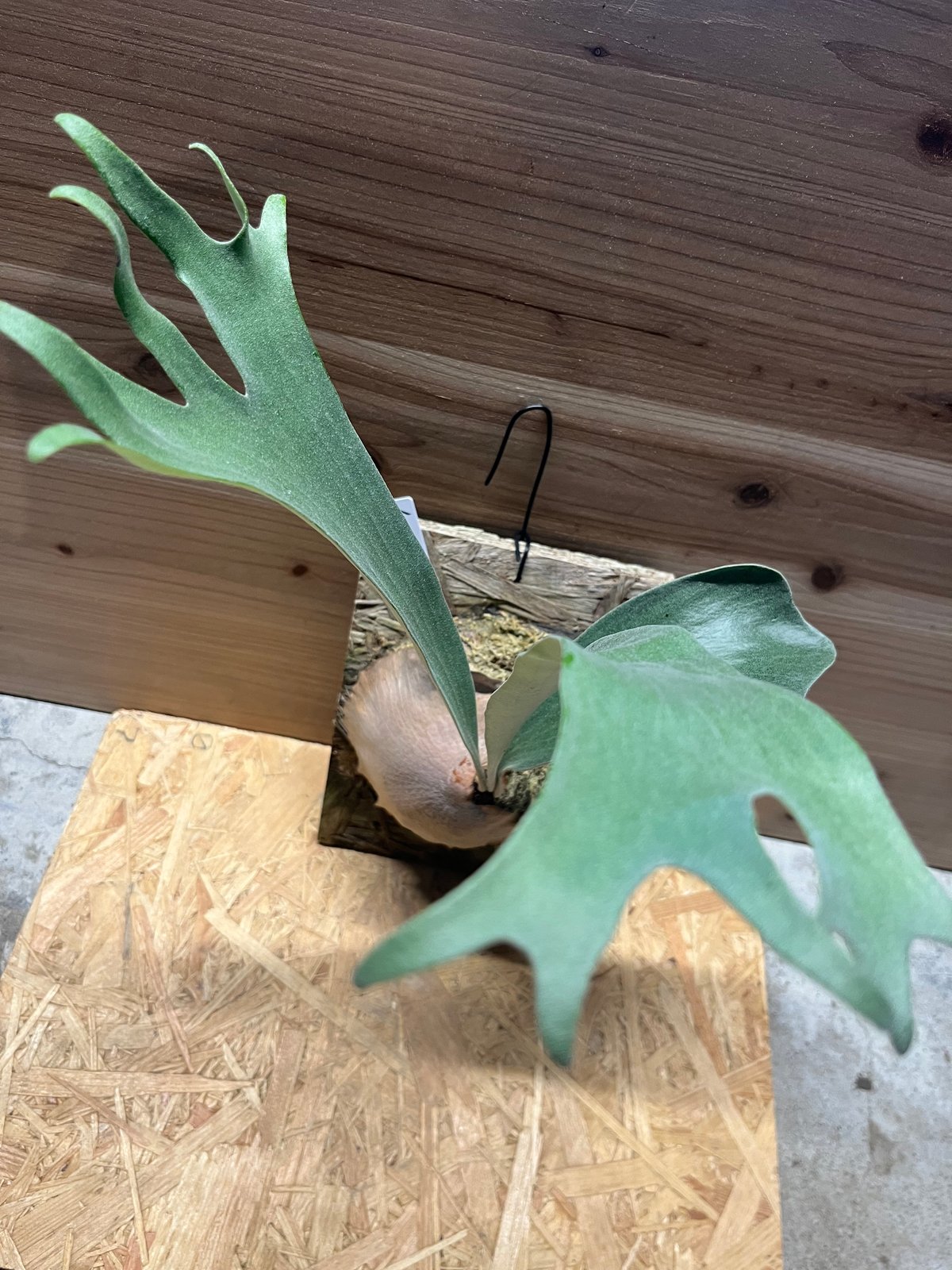 ビカクシダ メラメラ | GREEN LUCK