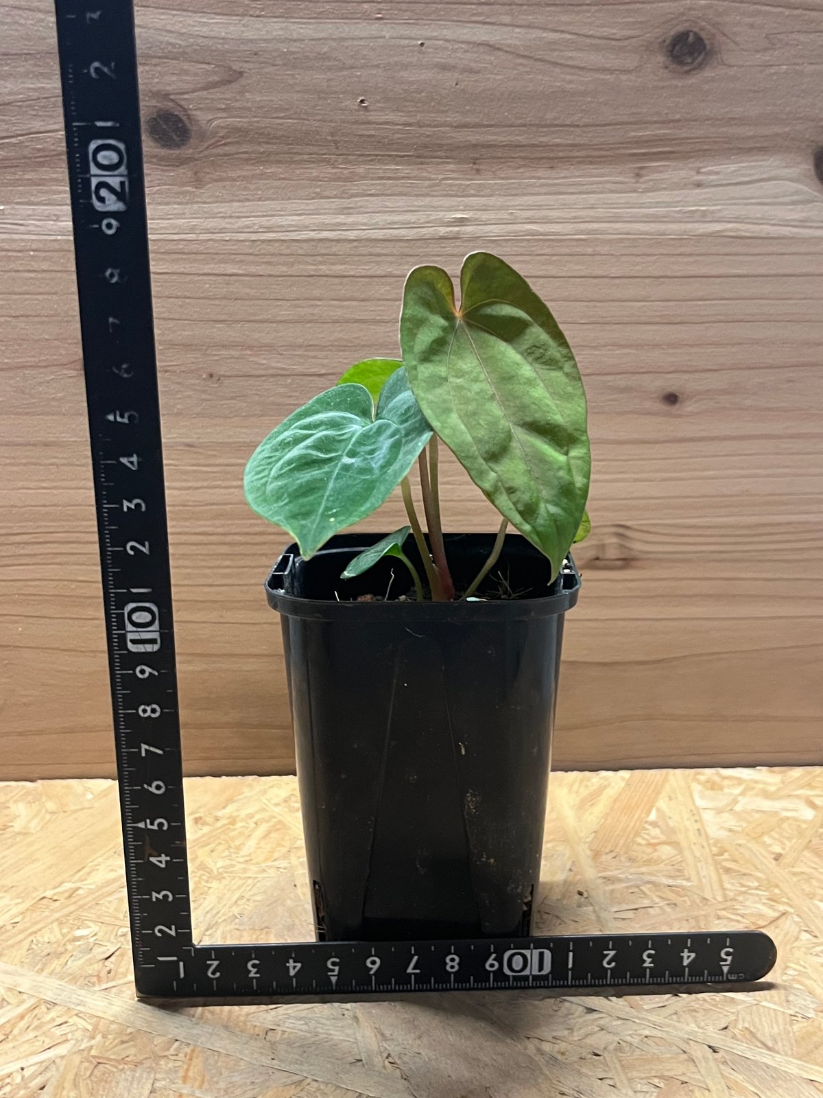 アンスリウム パピリラミナム | GREEN LUCK