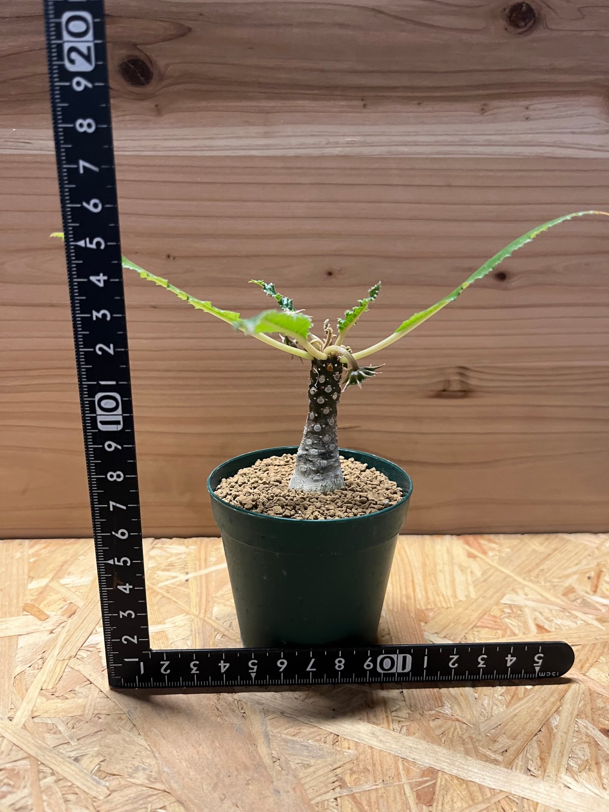 ドルステニア フォエチダ | GREEN LUCK