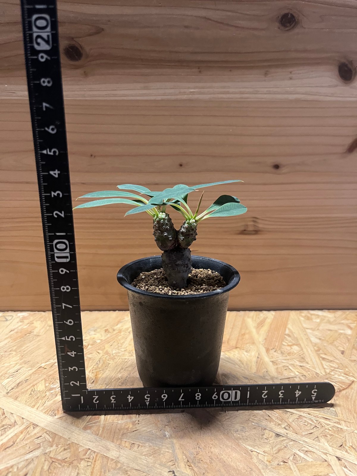 ユーフォルビア パキポディオイデス | GREEN LUCK