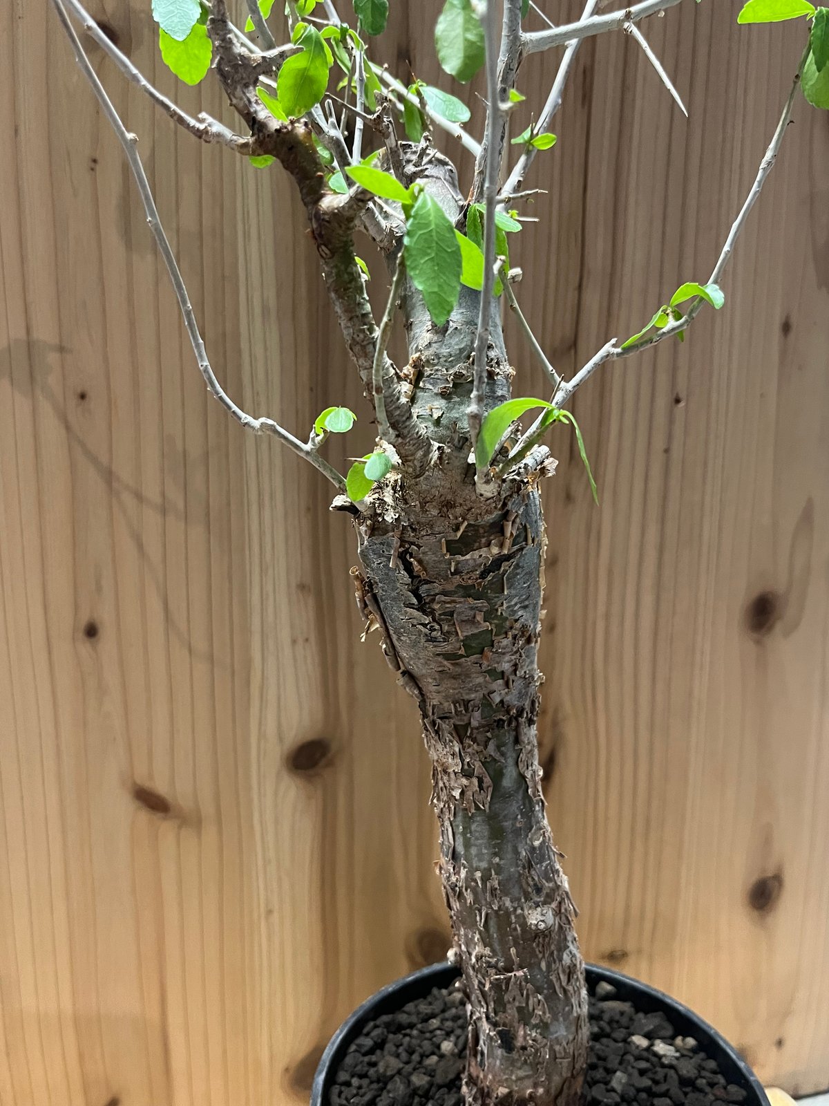 bon25です コミフォラ エミニー コミフォラ エミニー ／Commiphora eminii no.60644 | 芽の巣山