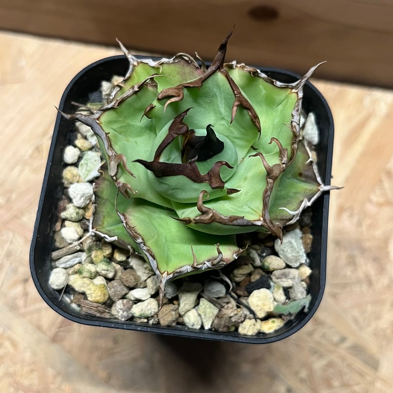 アガベ チタノタ ペルシアンドワーフ | GREEN LUCK