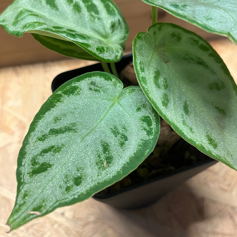 アンスリウム シルバー クロームAnthurium Silver Chrome アンスリウム シルバークローム | GREEN LUCK