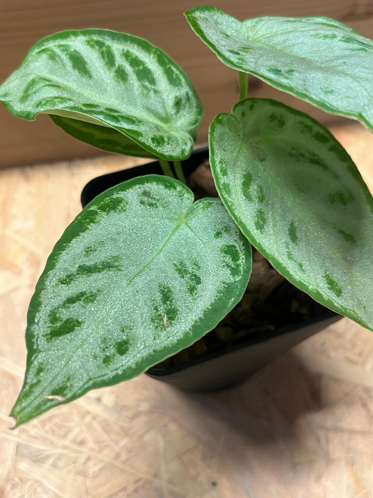 アンスリウム シルバークローム | GREEN LUCK