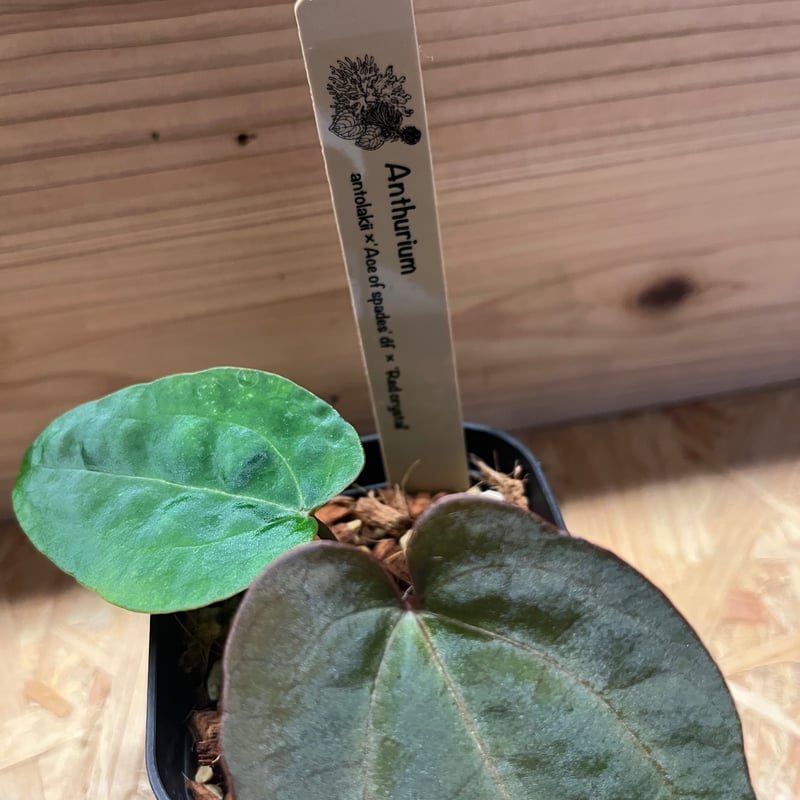 アンスリウム レッドクリスタリナム x ドラヤキ　大株 アンスリウム ドラヤキ × レッドクリスタリナム / Anthurium