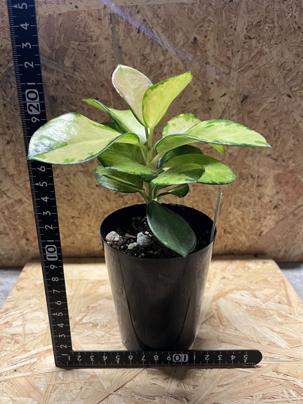 ホヤ オーストラリス リサ | GREEN LUCK