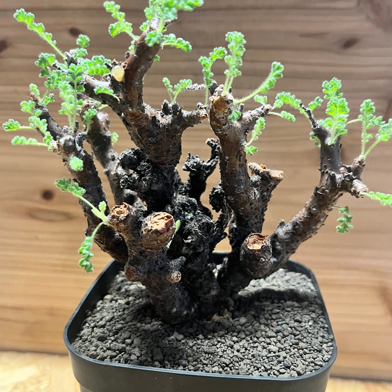 ペラルゴニウム アルテルナンス | GREEN LUCK