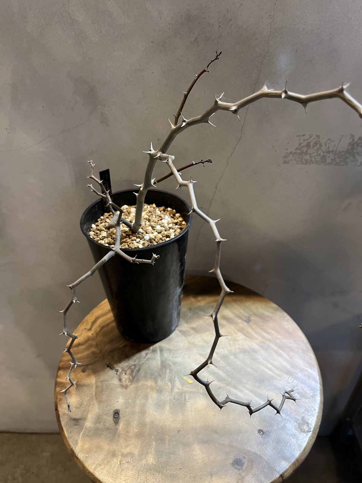 デカリア　マダガスカリエンシス　ジグザグの木　5寸 プラ鉢