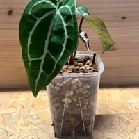 【希少美麗種】ネオレゲリア　‘オールウェイズカレン’ ネオレゲリア オールウェイズ カレン | GREEN LUCK