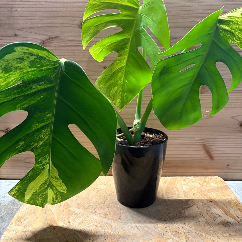 モンステラ ボルシギアナ 'オーレア' | GREEN LUCK