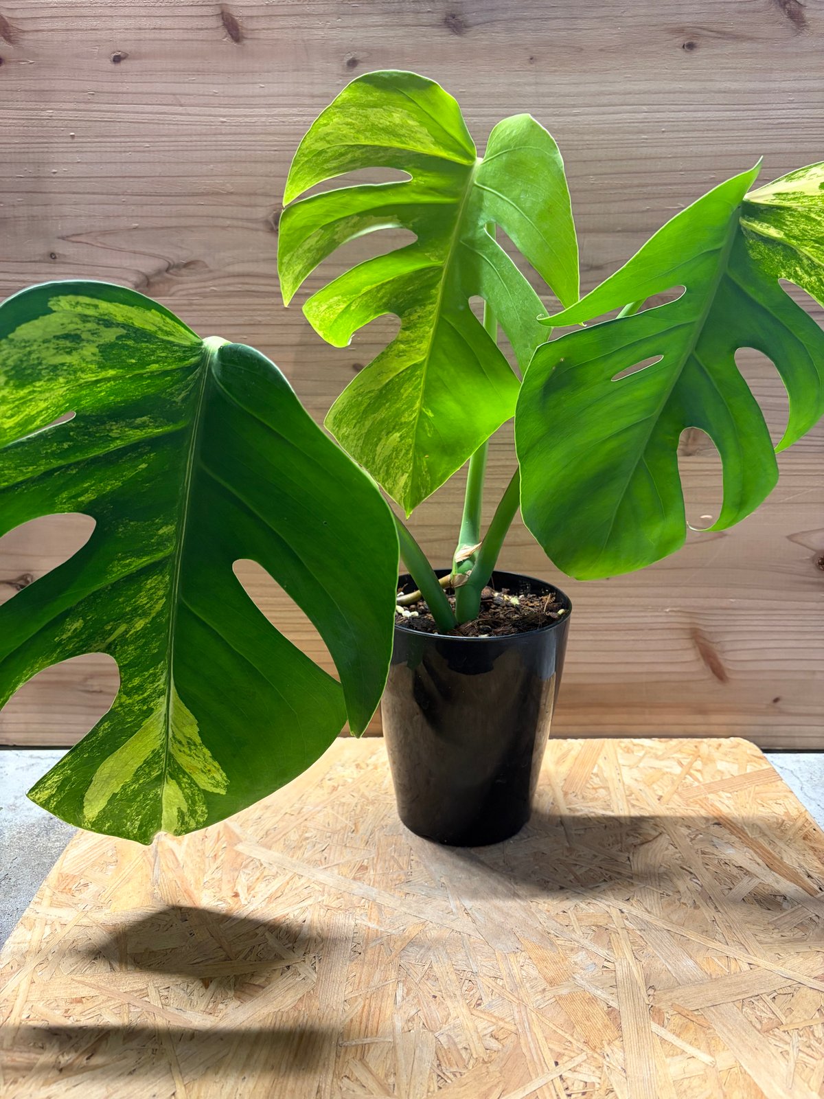 モンステラ ボルシギアナ 'オーレア' | GREEN LUCK