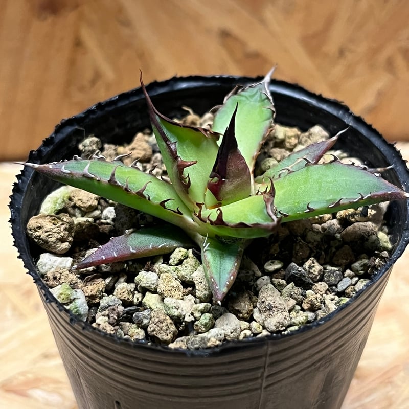 アガベ ホリダ 実生 | GREEN LUCK