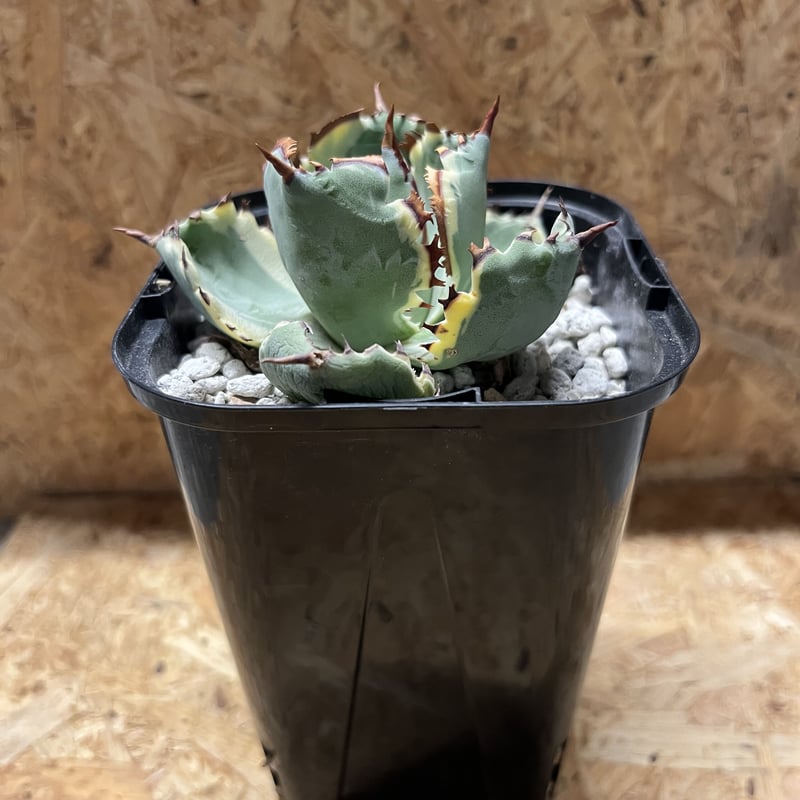 アガベ カブトガニ錦 連棘タイプ | GREEN LUCK