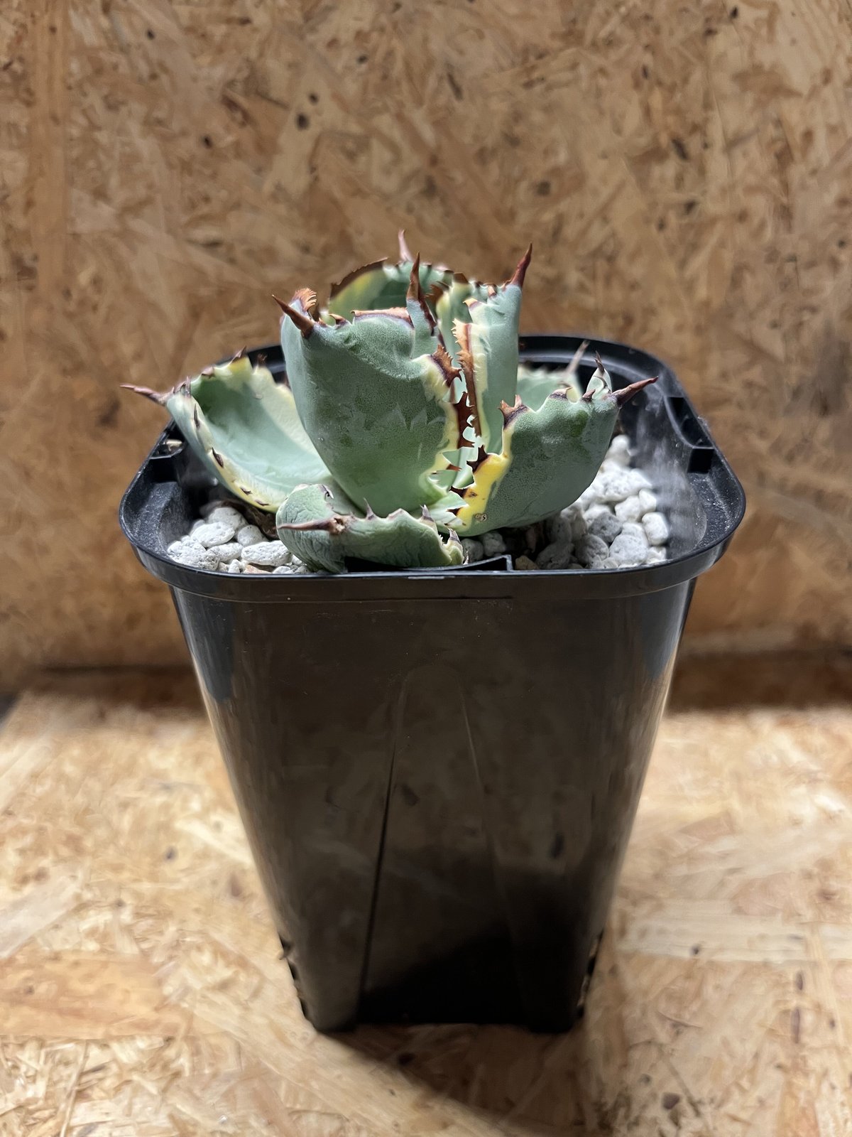 アガベ カブトガニ錦 連棘タイプ | GREEN LUCK