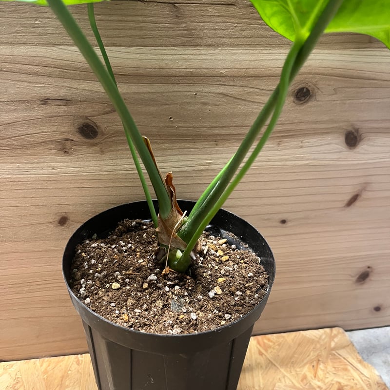 アンスリウム ペダトラディアツム | GREEN LUCK