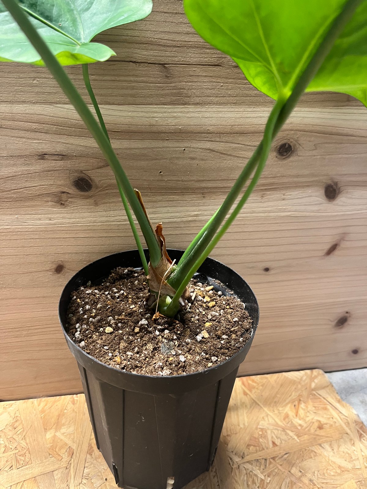 アンスリウム ペダトラディアツム | GREEN LUCK