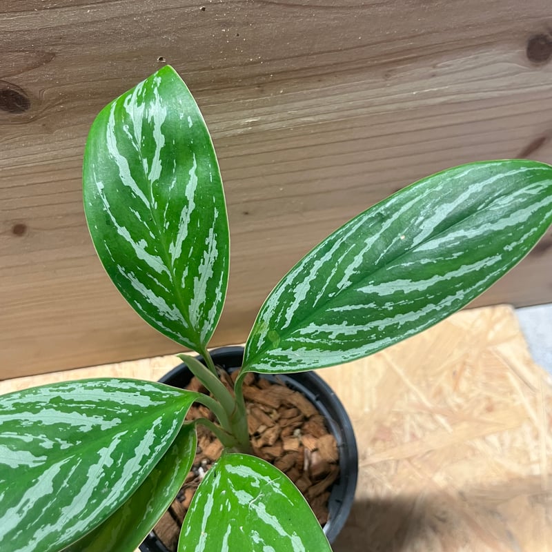 アグラオネマ ニティドゥム カーティシー | GREEN LUCK