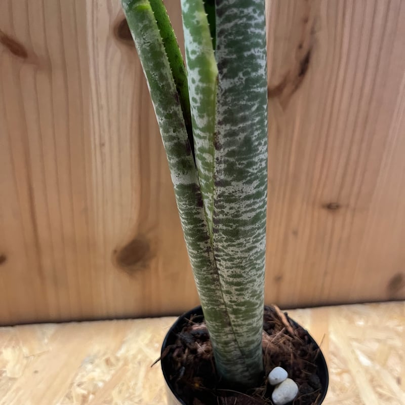 ケスネリア マルモラータ ティムプローマン | GREEN LUCK