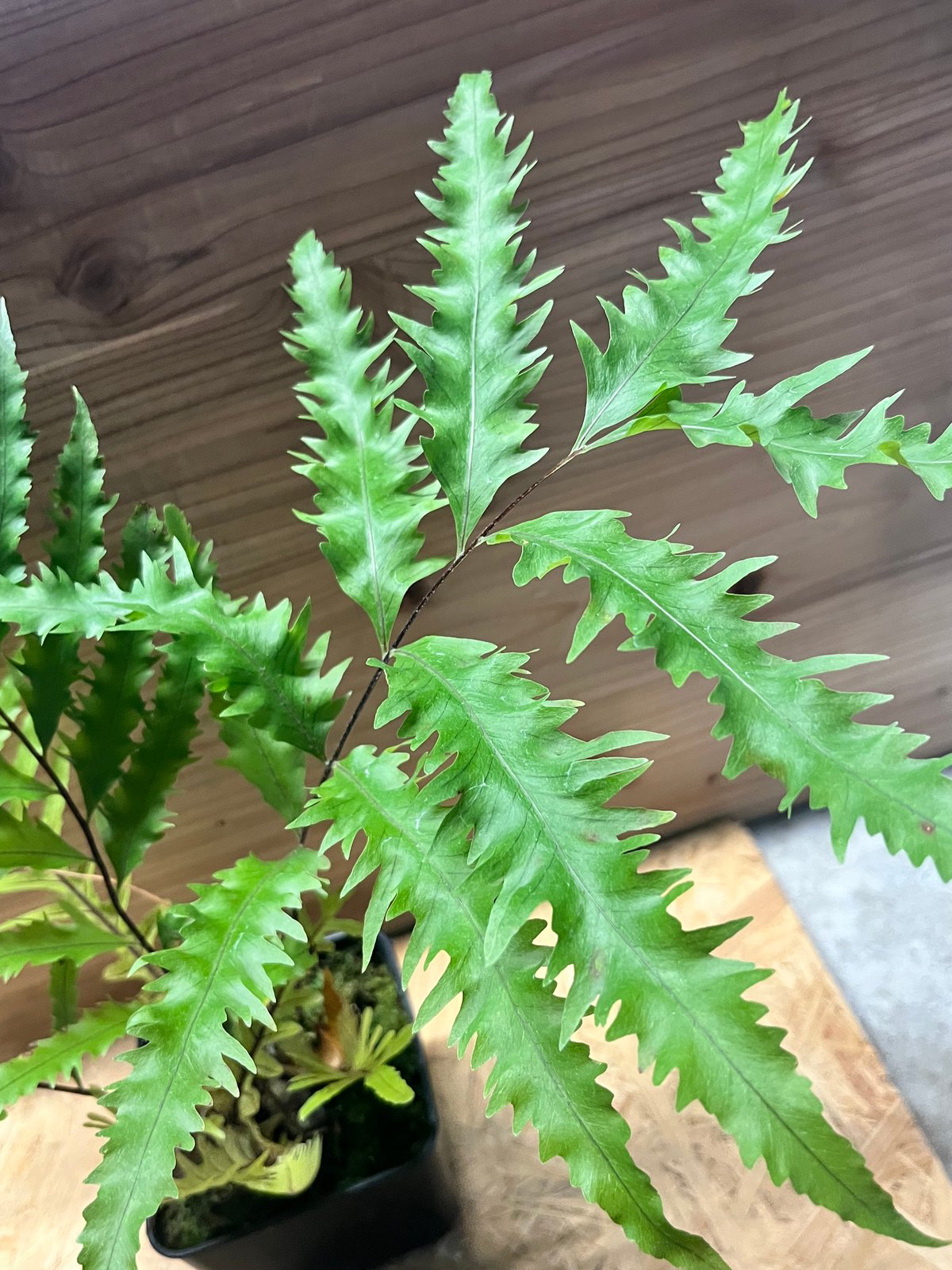 ドリナリア フロリダ | GREEN LUCK