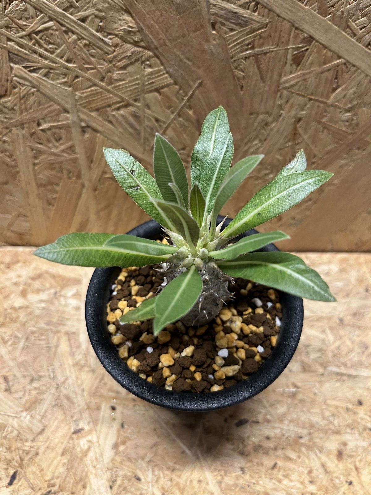 パキポディウム ロスラーツム | GREEN LUCK