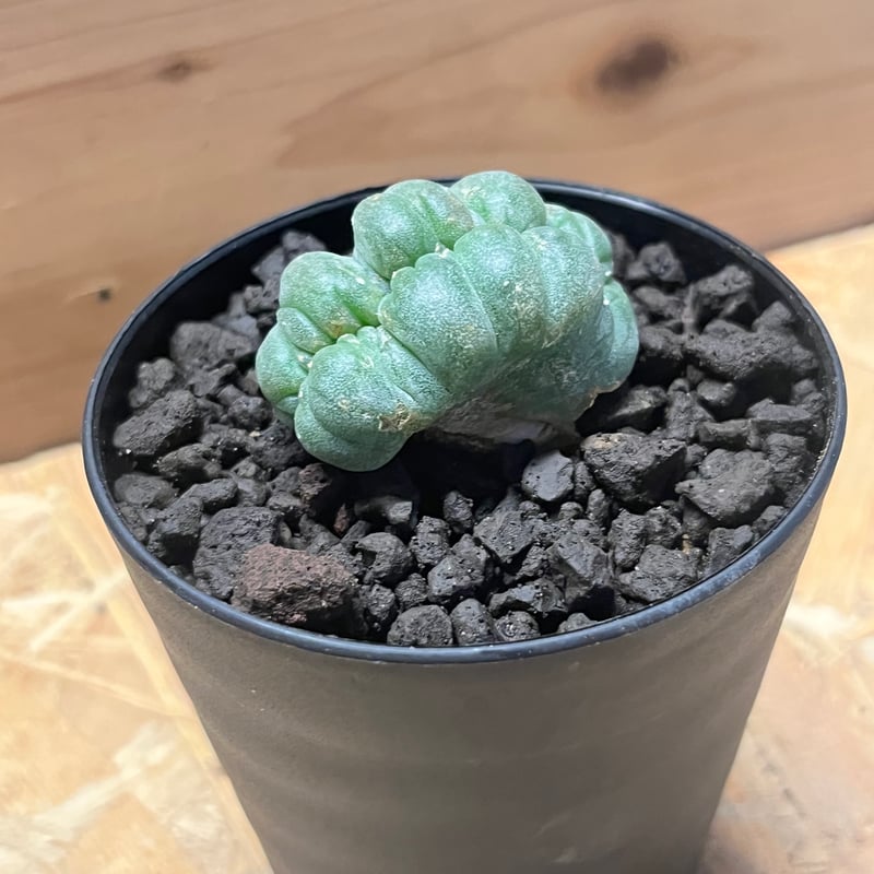 銀冠玉　ロホホラ　サボテン　鳥羽玉　ロフォフォラ サボテン ロホホラ 銀冠玉 約W8.8cm ロフォフォラ 烏羽玉 翠冠玉